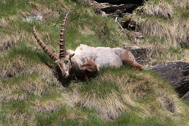 Stambecchi Gran Paradiso